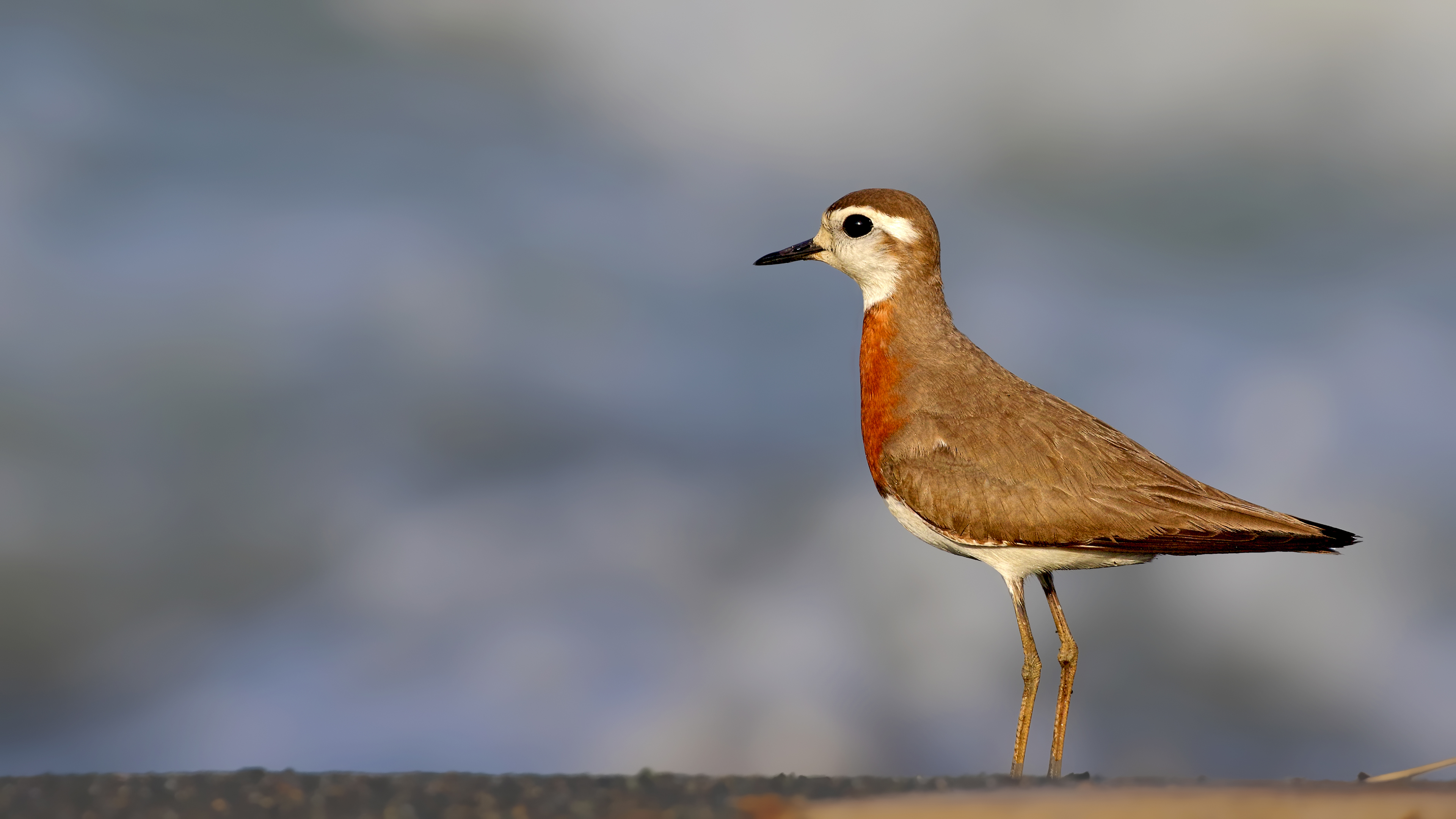 Caspian Plover